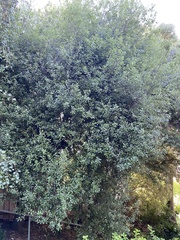 Stephanorhynchus crassus