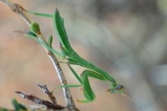 Trachymantis dentifrons