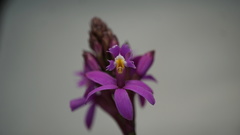 Epidendrum arachnoglossum