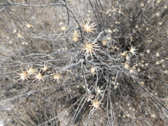 Brickellia veronicifolia