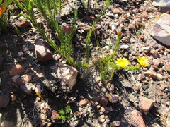 Osteospermum glabrum