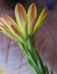 Osteospermum glabrum
