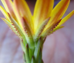 Osteospermum glabrum