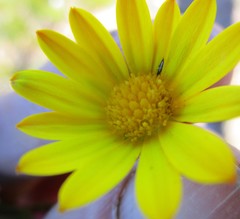 Osteospermum glabrum