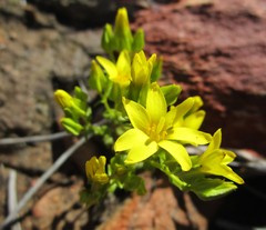 Sebaea grisebachiana