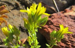 Sebaea grisebachiana