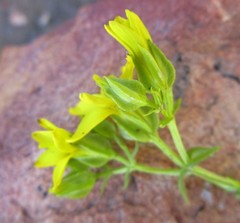 Sebaea grisebachiana