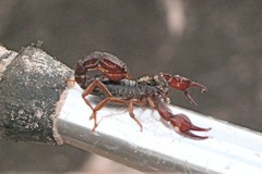 Broteochactas porosus