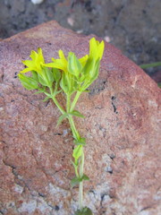 Sebaea grisebachiana