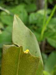 Macroglossum passalus