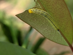 Macroglossum passalus