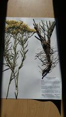 Ericameria nauseosa speciosa