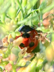 Coccinella septempunctata