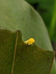 Macroglossum passalus
