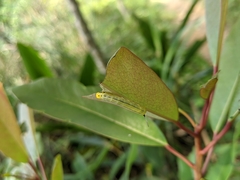 Macroglossum passalus
