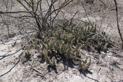 Grusonia vilis