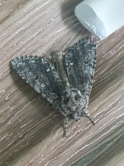 Acronicta