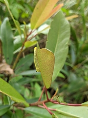 Macroglossum passalus
