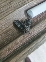 Acronicta