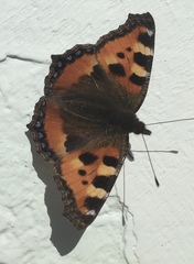 Aglais urticae