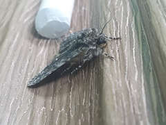 Acronicta