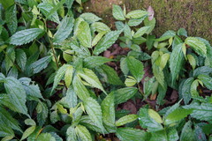 Elatostema cyrtandrifolium