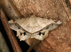 Chiasmia monticolaria