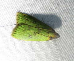 Doloessa viridis
