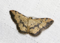 Idaea phaeocrossa