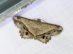 Chiasmia monticolaria