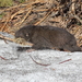 Sierra Nevada Mountain Beaver - Photo (c) R.J. Adams, some rights reserved (CC BY-NC), uploaded by R.J. Adams