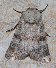 Lacinipolia palilis