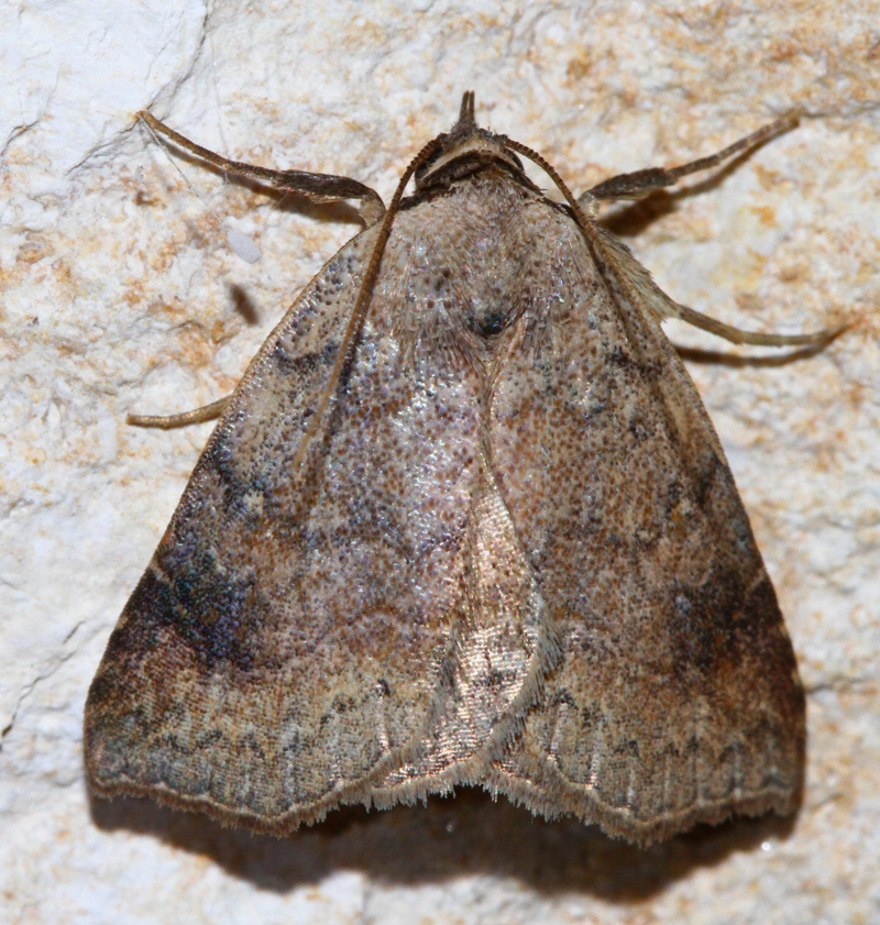 Isogona texana