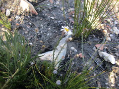 Athrixia heterophylla heterophylla
