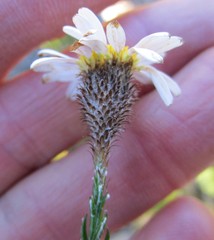 Athrixia heterophylla heterophylla