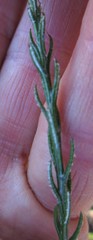 Athrixia heterophylla heterophylla