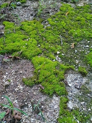 Thuidium peruvianum