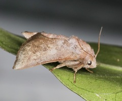 Griseothosea fasciata