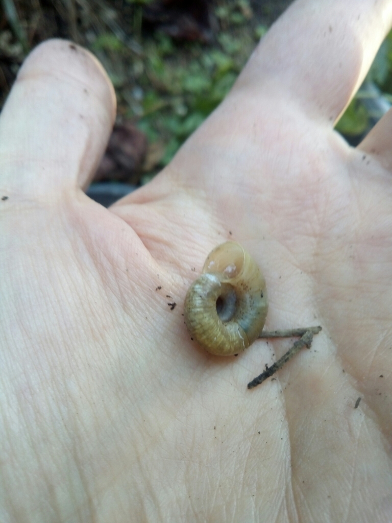 Gray-foot Lancetooth Snail