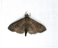 Omiodes tristrialis