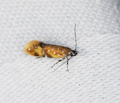 Promalactis densidentalis