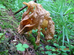 Gyromitra sphaerospora