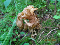 Gyromitra sphaerospora