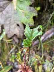 Rubus coriaceus