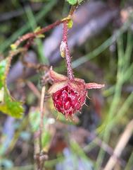 Rubus coriaceus