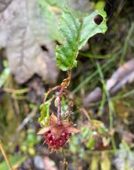 Rubus coriaceus