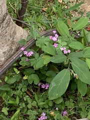 Oxalis debilis