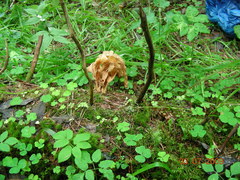 Gyromitra sphaerospora