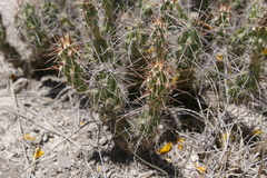 Grusonia vilis