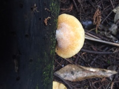 Crepidotus praecipuus